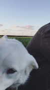 evasela__ Altpins Profile Picture