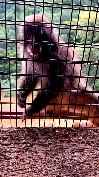 ormosheee ormosheee archive video