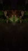 osher_yakir Altpins Profile Picture