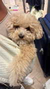 nicole.shpo Altpins Profile Picture