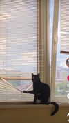 ptpchik Altpins Profile Picture