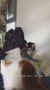 evasela__ Altpins Profile Picture