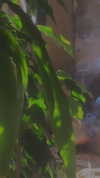 alisen.mari Altpins Profile Picture