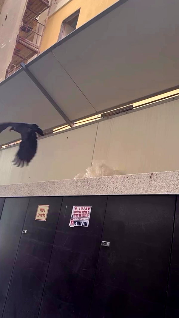 orchidmurmur archive video preview