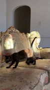 leonanaomii Altpins Profile Picture
