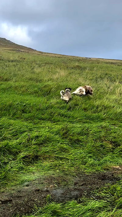 taylor.creeden taylor.creeden archive video