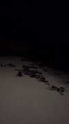 vanessa.rhd Altpins Profile Picture