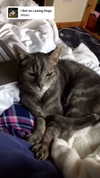 jahia_brown Altpins Profile Picture