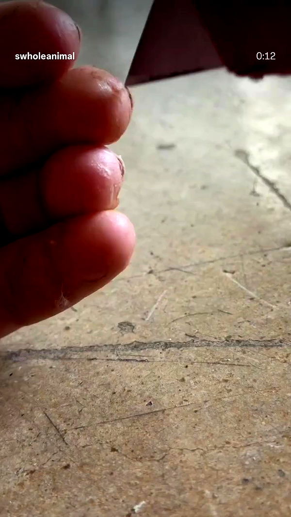 swholeanimal archive video preview