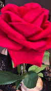 lucychernov Altpins Profile Picture