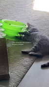 milena_milachich Altpins Profile Picture