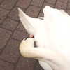 erokochiba Altpins Profile Picture