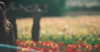 libby_reut Altpins Profile Picture