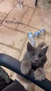 nikolgolovatzky Altpins Profile Picture