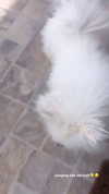 elsgatti Altpins Profile Picture