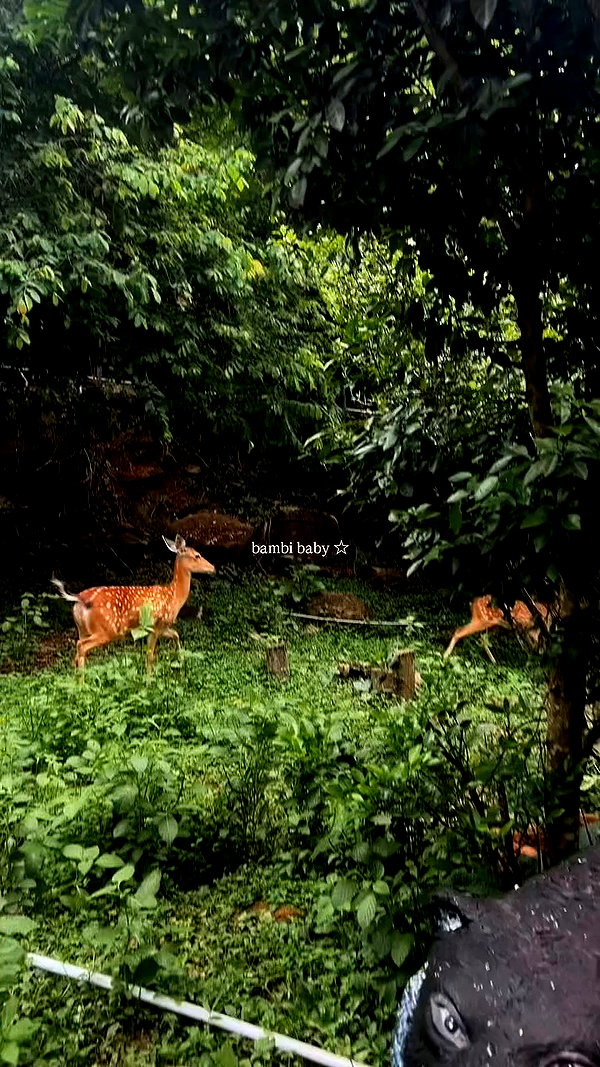 hamixx_ archive video preview