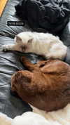 alice_hez Altpins Profile Picture