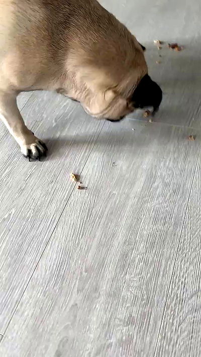 nyityam nyityam archive video