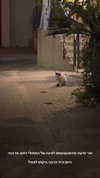 karin_orhov Altpins Profile Picture