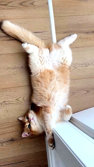 itsilanosh itsilanosh archive video