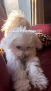 elizabethcampbelljones Altpins Profile Picture