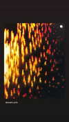 nomagdalina Altpins Profile Picture