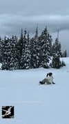 rouxroux.tv Altpins Profile Picture