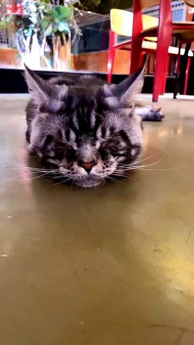 silkton silkton archive video