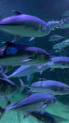 miss_baby007 Altpins Profile Picture