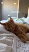 mishel_d_ Altpins Profile Picture