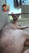 liiza_maarchuk Altpins Profile Picture