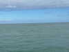 maori_cohen Altpins Profile Picture