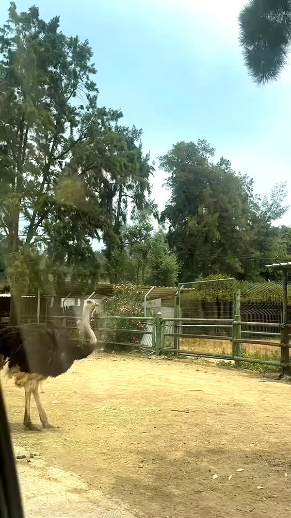_allvi.pansk archive video preview