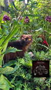 alice_hez Altpins Profile Picture