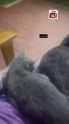 mia_rihan_ Altpins Profile Picture