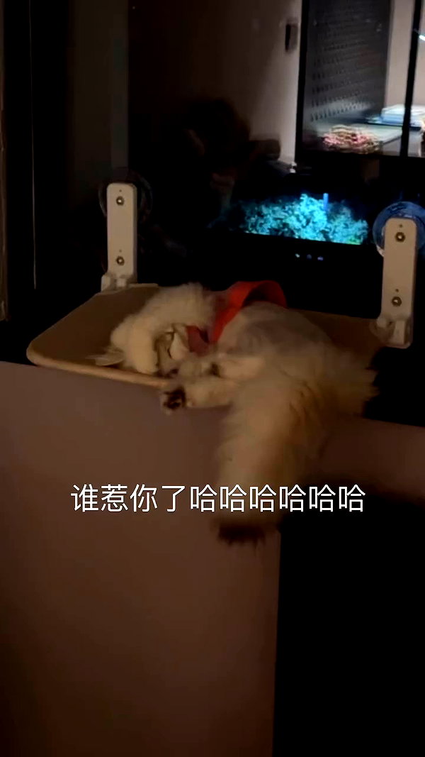 xiaoxinbue archive video preview