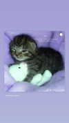 hellokittyangel666 Altpins Profile Picture