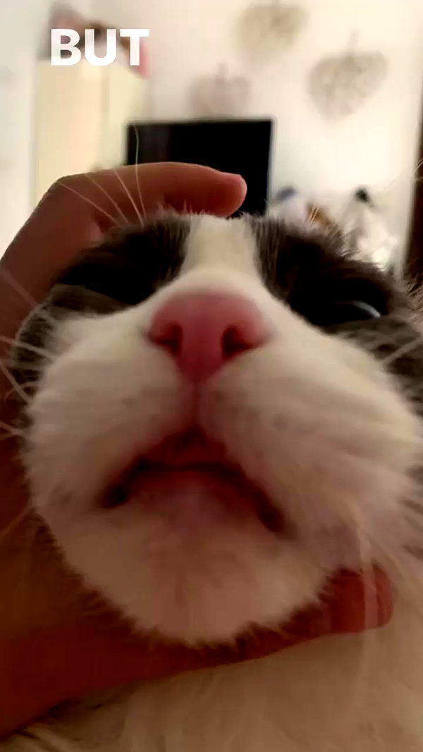 simp_for_cats_ archive video preview