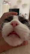 simp_for_cats_ Altpins Profile Picture