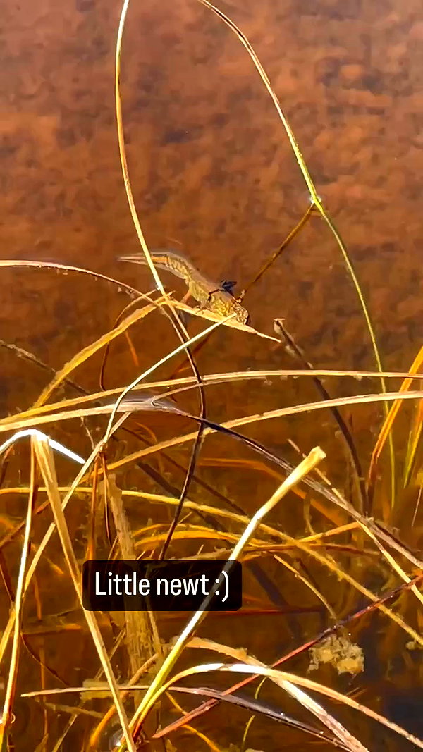 jahia_brown archive video preview