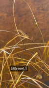 jahia_brown Altpins Profile Picture