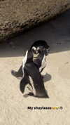vanessa.rhd Altpins Profile Picture