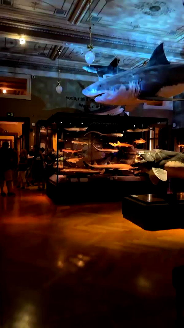 noammalka___ archive video preview