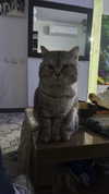 yuri.gever Altpins Profile Picture