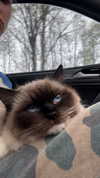 leni.bahr Altpins Profile Picture