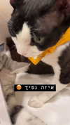 dante_yangpa Altpins Profile Picture