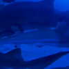 nicole_ac Altpins Profile Picture
