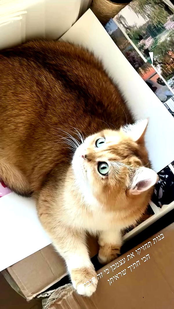 itsilanosh archive video preview