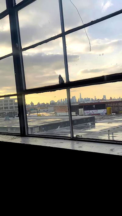 taylor.creeden taylor.creeden archive video