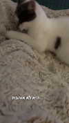 lera.genadenik Altpins Profile Picture
